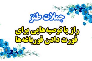 طنز راز-یا-توصیه‌هایی-برای-قورت-دادن-قورباغه‌ها