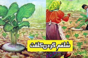 کتاب داستان مصور کودکان: شلغمِ گردن‌کلفت