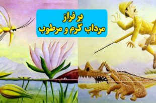 داستان-کودک-بر-فراز-مرداب-گرم-و-مرطوب2