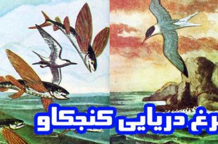 داستان کودکانه: مرغ دریایی کنجکاو || سفر به سرزمین‌های دور 1