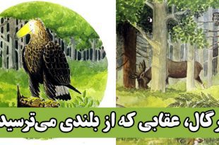 کتاب داستان آموزنده کودکان رگال، عقابی که از بلندی می‌ترسید! (27)