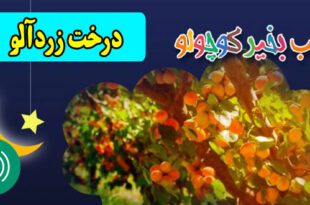 قصه-صوتی-کودکانه--درخت-زردآلو--مریم-نشیبا