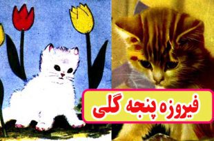 کتاب قصه کودکانه قدیمی فیروزه پنجه گلی گربه شیطون (13)