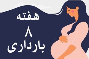 هفته-هشتم-بارداری